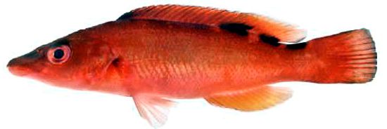 Labrus mixtus_00007